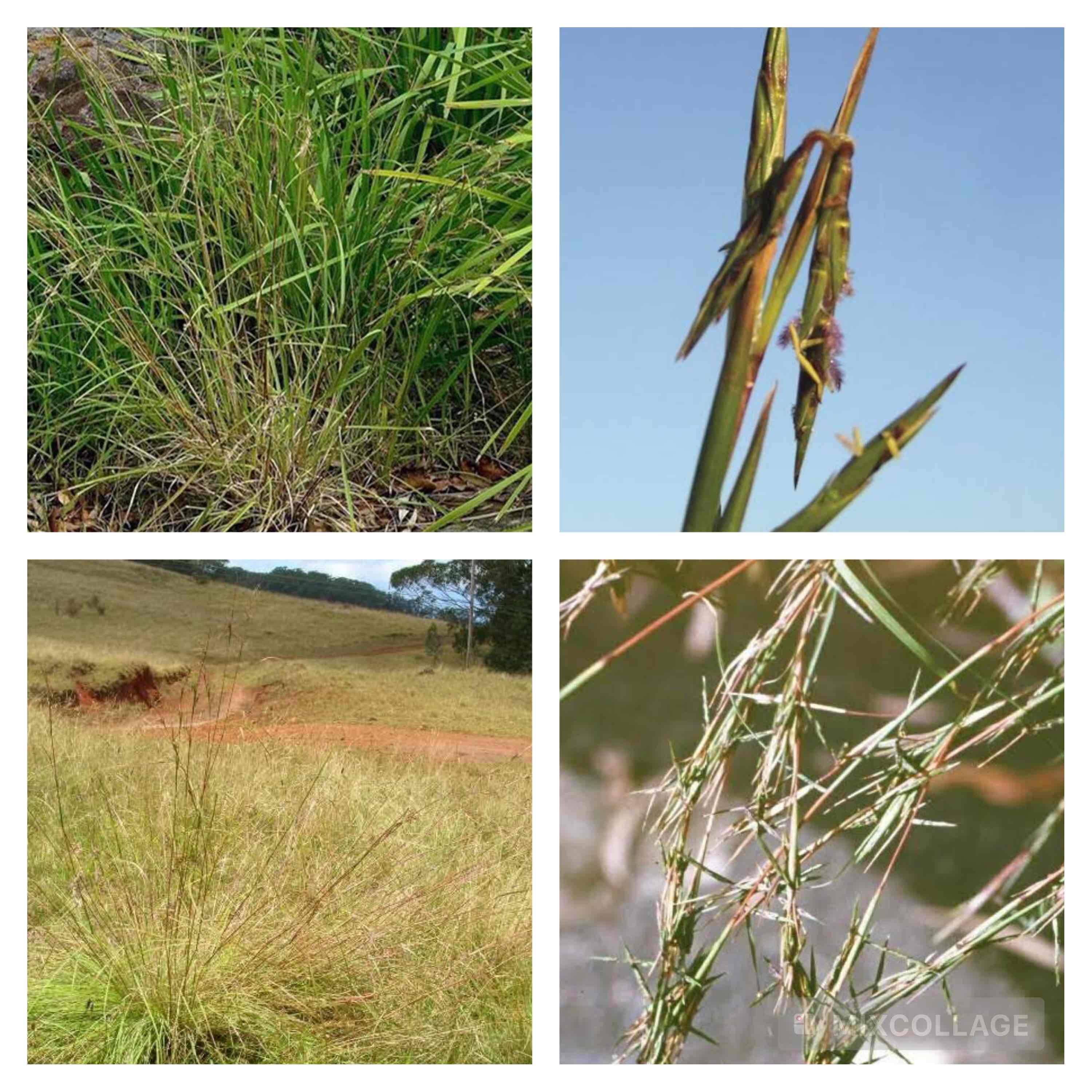 <p>Native lemon grass</p>