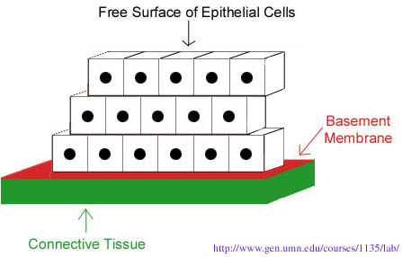 <p>Cells that line passageways (vessles, digestive system, air, etc...</p>