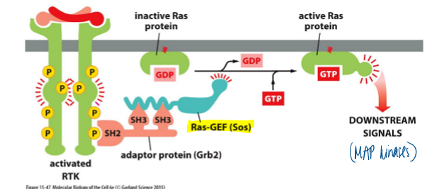 <p>phospho-tyrosines are targets for SH2 domains in different proteins </p><ul><li><p>binding of a protein to another often causes a change in each proteins’ conformation (SH3 domains on GRB2 bind to a proline-rich region on SOS, a GEF) </p></li><li><p>binding of SOS (GEF) to Ras (GTPase) changes the conf of Ras and cuases it to exchange GDP for GTP </p></li><li><p>Ras-GTP activates downstream signaling via several pathways including mitogen activated protein kinase pathway </p></li></ul><p></p>