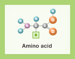 <p>An organic molecule processing both a carboxyl group and an amino group. Amino acids serve as the monomers of polypeptides. </p>
