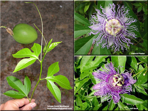 <p>Maypop Passionflower [Passifloraceae]</p>