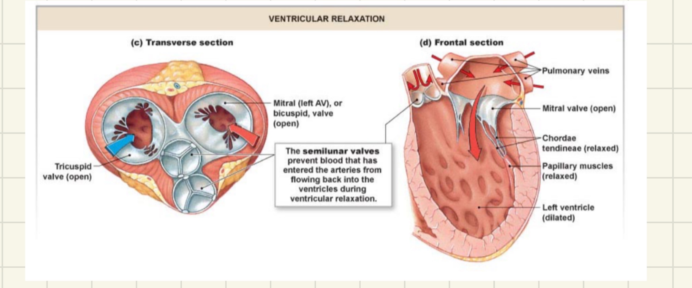 <p>prevents blood from flowing backwards from the aorta and pulmonary artery into the ventricles&nbsp;</p>