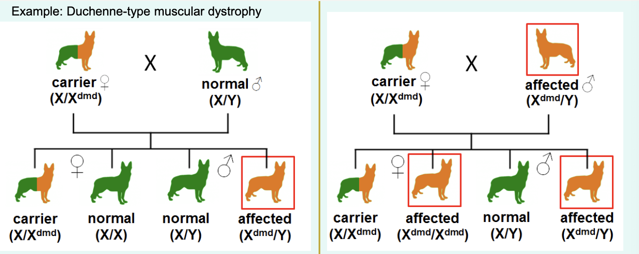 <p>» <strong>Hemizygous</strong> males (XY) and <strong>homozygous</strong> females are affected.</p><p>» Typically, males are almost exclusively affected due to rarity of an affected male mating with a female carrier.</p><p>» Daughters of affected males will be heterozygous and therefore unaffected but carriers.</p><p>» Sons of affected males will be unaffected.</p><p>» Sons of heterozygous females have a 50% chance of receiving the recessive gene, therefore being affected</p><p></p><p>makes sense cos it’s passed through X chromosome init and it’s recessive so means needs both xx to make it happen</p>