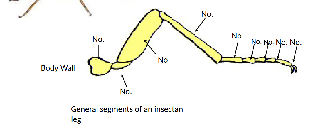 <p>closest to body wall </p>