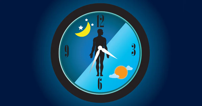 <p>internal/biological clock</p>