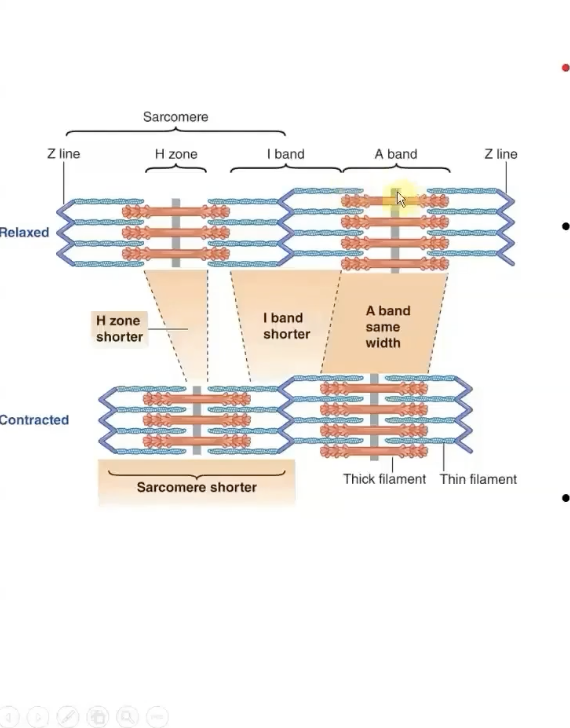 <p>Thin filament on each side of sarcomere slide inward over stationary thick filaments towards the A band's center</p><p></p><p>As they slide inward, the thin filaments pull the z lines closer so the whole sarcomere shortens</p>
