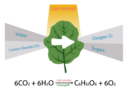 <p>The process by which cells convert sunlight into glucose.</p>