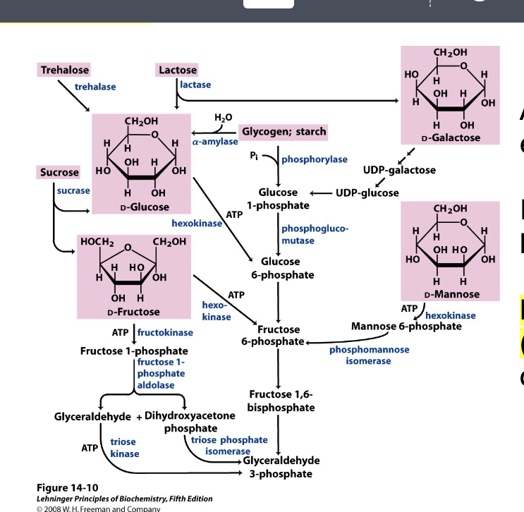 <ul><li><p>all carbohydrates enter glycolysis</p></li><li><p>in muscle, often via <strong>hexokinase</strong></p></li><li><p>lactose intolerance = <strong>lactase deficiency</strong></p><ul><li><p>not enough lactase available to convert lactose into D-galactose which then gets made into intermediates for glycolysis</p></li></ul></li><li><p>image shows how variety dietary carbs are funneled into glycolysis → all carbs must be converted into intermediates of glycolysis like G-6-phosphate to be metabolized for energy</p></li></ul><p></p><p></p>