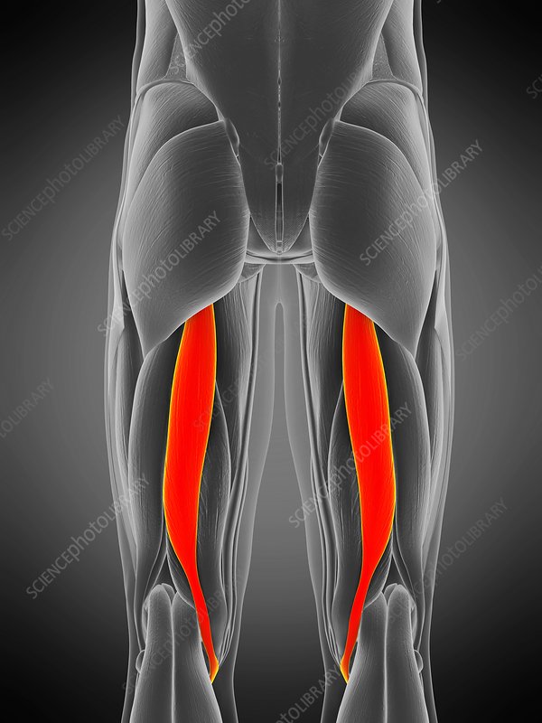 Origin: Ischial tuberosity 

Insertion: medial surface of tibia

Action: extends thigh, flexes and medially rotates leg