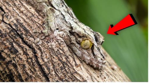 <p><span>Use of colors to make an organism blend into its environment so it is difficult to see.</span></p>