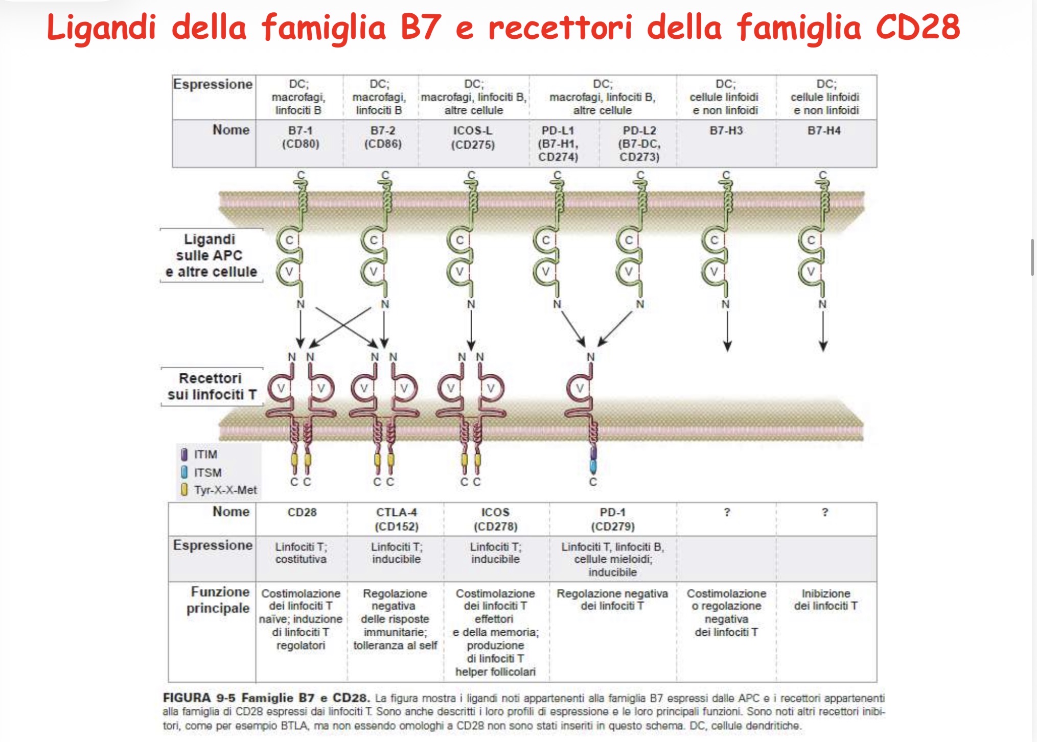 <ul><li><p>Ligandi della famiglia B7: CD80 e CD86 hanno attività costimolatoria sulle cellule T, invece PDL1 e PDL2 attività coinibitoria. B7H3 entrambe e B7H4 inibitoria.</p></li><li><p>Famiglia delle molecole analoghe al CD28: CD28 e ICOS segnali attivatori, CTLA4 e PD1 segnali inibitori.</p></li></ul><p>Ligandi e rispettivi recettori in foto.</p><p></p><p></p>