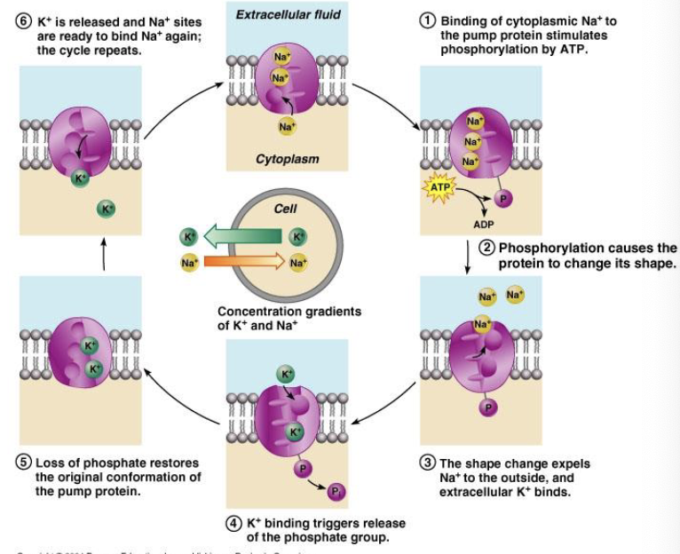 <ul><li><p><strong>Def:</strong><u> transport proteins that work against concentration gradients (require energy to be added to the protein to work against the pressure) </u></p><ul><li><p>gets this energy from the expansion of a molecules of ATP </p></li></ul></li><li><p>common ______ protein: <strong>Na+/K+ pumps </strong></p><ul><li><p>push Na+ ions out of cell, and bring K+ ions into cell</p></li><li><p>30% of ATP spent of these pumps </p></li></ul></li></ul><p></p>