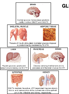 Intestine and Kidney use the  \n same transport system.  \n Sodium-glucose  \n cotransporter (SGLT)  \n In the kidney glucose is first  \n release into the primary urine  \n and then reabsorbed into the  \n body by using SGLT.

\
GLUT: facilitated diffusion

SGLT: active transport
