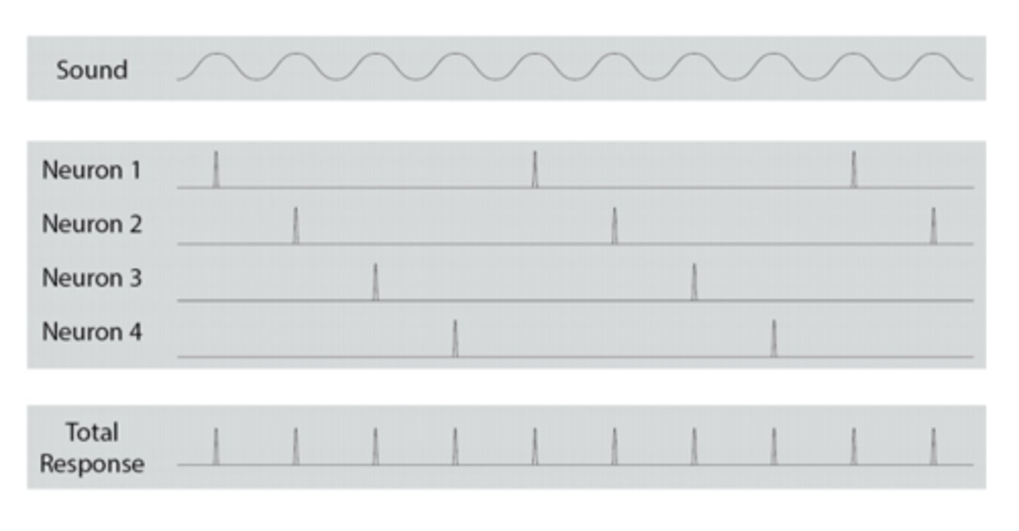 <p>even though one nerve cell might be incapable of carrying hih-frequency information above 6000 Hz, (due to the limitations of the absolute refractory period) a group of neurons could do so</p>