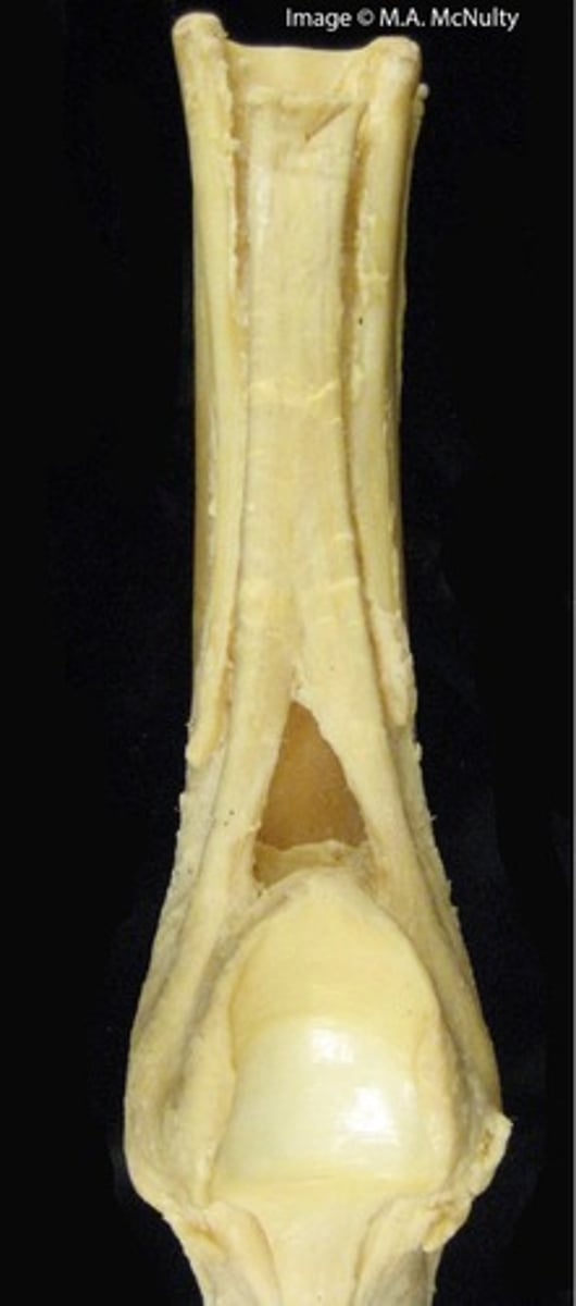 <p>The image represents what structure of the equine forelimb?</p>