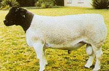 <p>Dorper </p>