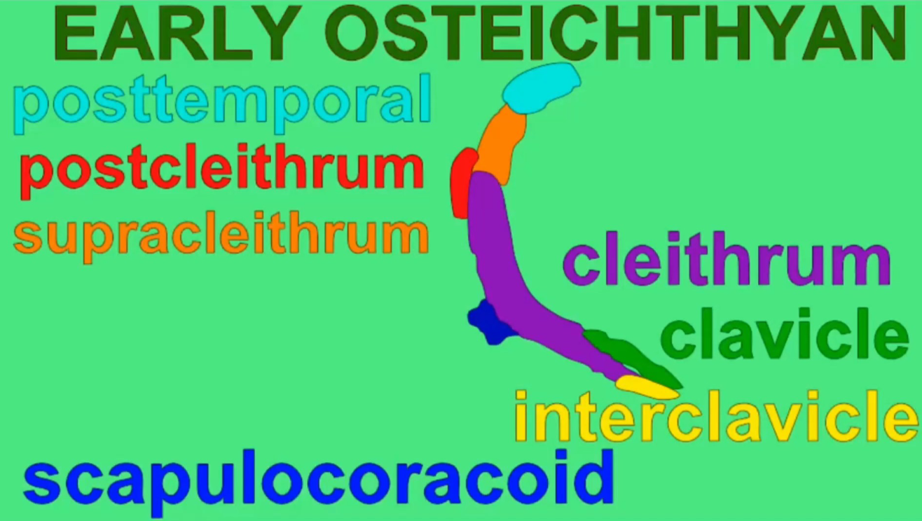 <ul><li><p>Posttemporal</p></li><li><p>Postcleithrum</p></li><li><p>Supracleithrum</p></li><li><p>Cleithrum</p></li><li><p>Clavicle</p></li><li><p>Interclavicle</p></li><li><p>Scapulocoracoid</p></li></ul><p></p>