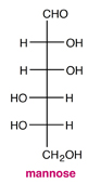 In the following Fischer projection, the hydroxyl group on the chiral carbon furthest from the carbonyl group points _____, meaning that this is the _____ isomer of mannose.

* right / D
* right / L
* left / D
* left / L