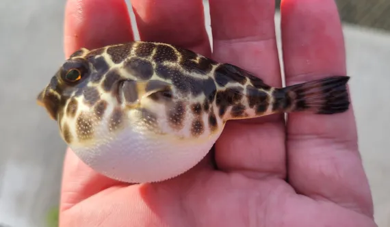 <p>sark blotches and bands that look almost leopard print</p><p>yellow or black dots</p><p>underbelly white</p><p>caudal fin may have black outer margin</p>