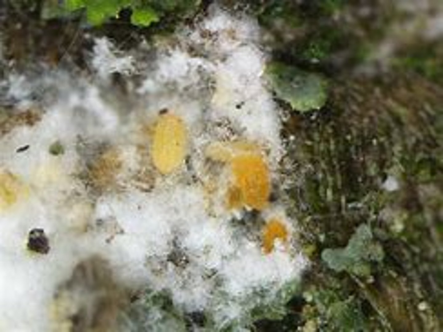 <p>oval shaped, segmented, have legs and search for food</p>