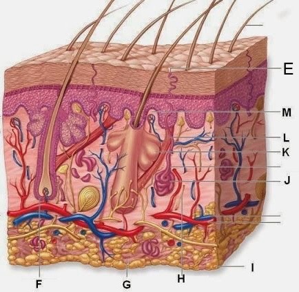 <p>Sweat Pore</p>