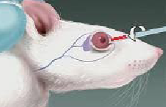 <ul><li><p><span style="background-color: transparent;">Can <strong>yield larger blood volume and higher quality samples than alternative methods in rodents</strong></span></p><ul><li><p><span style="background-color: transparent;">Generally used on mice and rats</span></p></li></ul></li><li><p><span style="background-color: transparent;"><strong>Anesthesia is mandatory</strong>, may be a <strong>terminal or recovery procedure dependent on the blood volume required</strong></span></p><ul><li><p><span style="background-color: transparent;"><strong><mark data-color="yellow" style="background-color: yellow; color: inherit;">Maximum of 1% of animal’s body weight can be withdrawn</mark></strong></span></p></li></ul></li><li><p><span style="background-color: transparent;">Technique should be<strong> limited to once a week to a maximum of twice per eye as a recovery procedure</strong></span></p></li><li><p><span style="background-color: transparent;"><strong><mark data-color="yellow" style="background-color: yellow; color: inherit;">Standard heparinized or non heparinized micro hematocrit capillary tubes as well as traditional needle and syringe can be used</mark></strong></span></p></li><li><p><span style="background-color: transparent;">Animal is <strong>held by the back of the neck, and loose skin of head is tightened </strong>with the thumb and middle finger</span></p></li><li><p><span style="background-color: transparent;">Tip of <strong>capillary tube is placed at the medial canthus of the eye under the nictitating membrane&nbsp;</strong></span></p></li><li><p><span style="background-color: transparent;">A short t<strong>hrust past the eyeball will enter the slightly resistant membrane of the retro orbital sinus</strong>, the <strong>eyeball should remain uninjured</strong></span></p></li><li><p><span style="background-color: transparent;">As soon as the <strong>sinus is punctured, blood enters the tubing by capillary action</strong>, it may be helpful to <strong>retract the tube slightly to facilitate blood flow</strong></span></p></li><li><p><span style="background-color: transparent;">When the <strong>allowable amount of blood is collected, the tube is withdrawn and slight pressure with a piece of gauze on the eyeball is used to prevent further bleeding</strong></span></p></li><li><p><span style="background-color: transparent;"><strong>Topical anesthetic can be administered to reduce the post procedural pain</strong></span></p></li></ul><p></p>