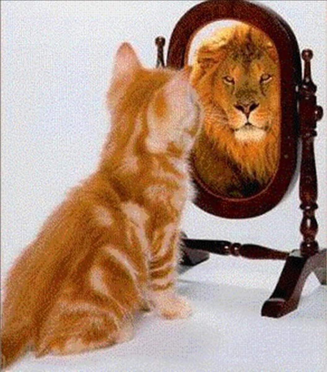 <p>confidence</p>