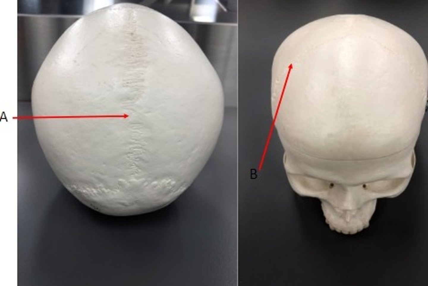 <p>Label the structures.</p>