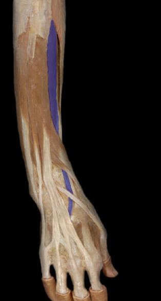 <p>short tendon, next to extensor capri radialis longus, lateral</p>