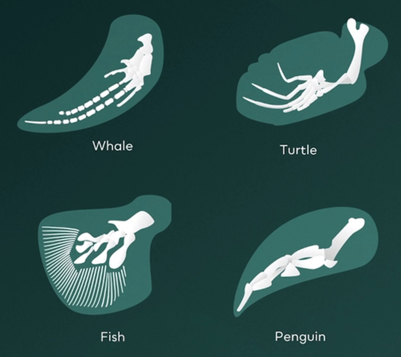 <p>C.Whale flipper and fish fin</p><p>Analogous structures are anatomical features that have a similar function but do not share a common ancestor. These structures result from similar adaptations to similar environments, but their underlying anatomy is fundamentally different. In this example, a whale’s flipper and a fish’s fin both aid in swimming, but because a whale is a mammal and a fish is an aquatic vertebrate, their underlying structures differ significantly due to their separate evolutionary origins.</p>