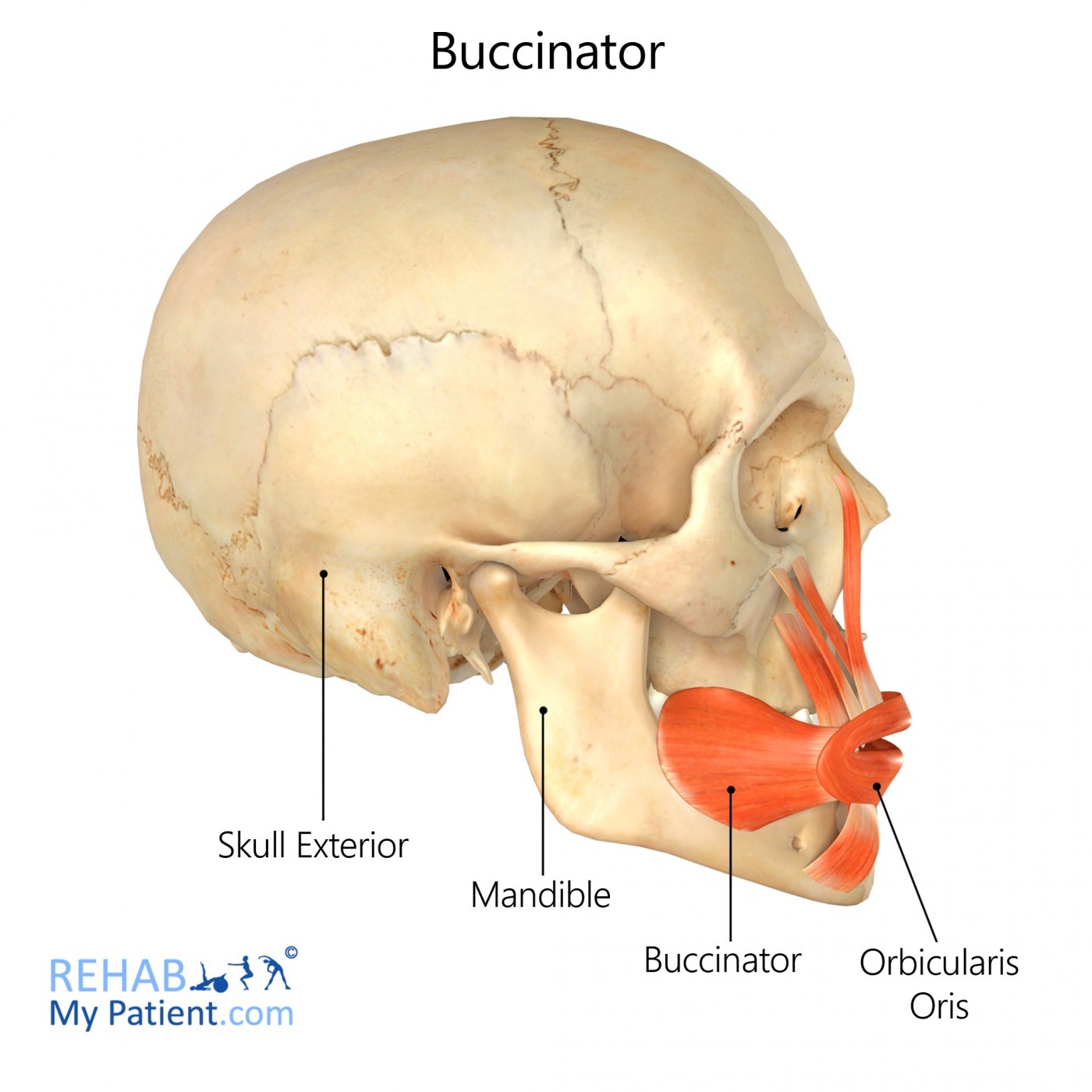 <p><strong>Peripheral Innervation</strong></p><p>Facial nerve</p><p><strong>Segmental Innervation</strong></p><p>Facial nerve</p><p><strong>Action</strong></p><p><span>Aids in mastication and swallowing, press cheeks against molar teeth during chewing, whistling/sucking</span></p>