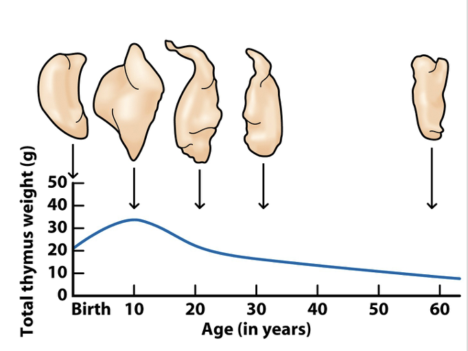 <ul><li><p><span><span>95% of thymocytes fail selection, either because the TCR doesn’t bind Ag/MHC properly or because it cross-reacts with </span><strong><span>self-Ag</span></strong></span></p></li><li><p><span><span>The thymus atrophies with age and T-cell production slows (at age 65, only 2% T-cell production)</span></span></p></li><li><p style="text-align: left;"><span><span>The thymus is one of several glands (e.g. tonsils, appendix) once thought to be vestigial &amp; useless because function wasn’t understood</span></span></p></li></ul><p></p>