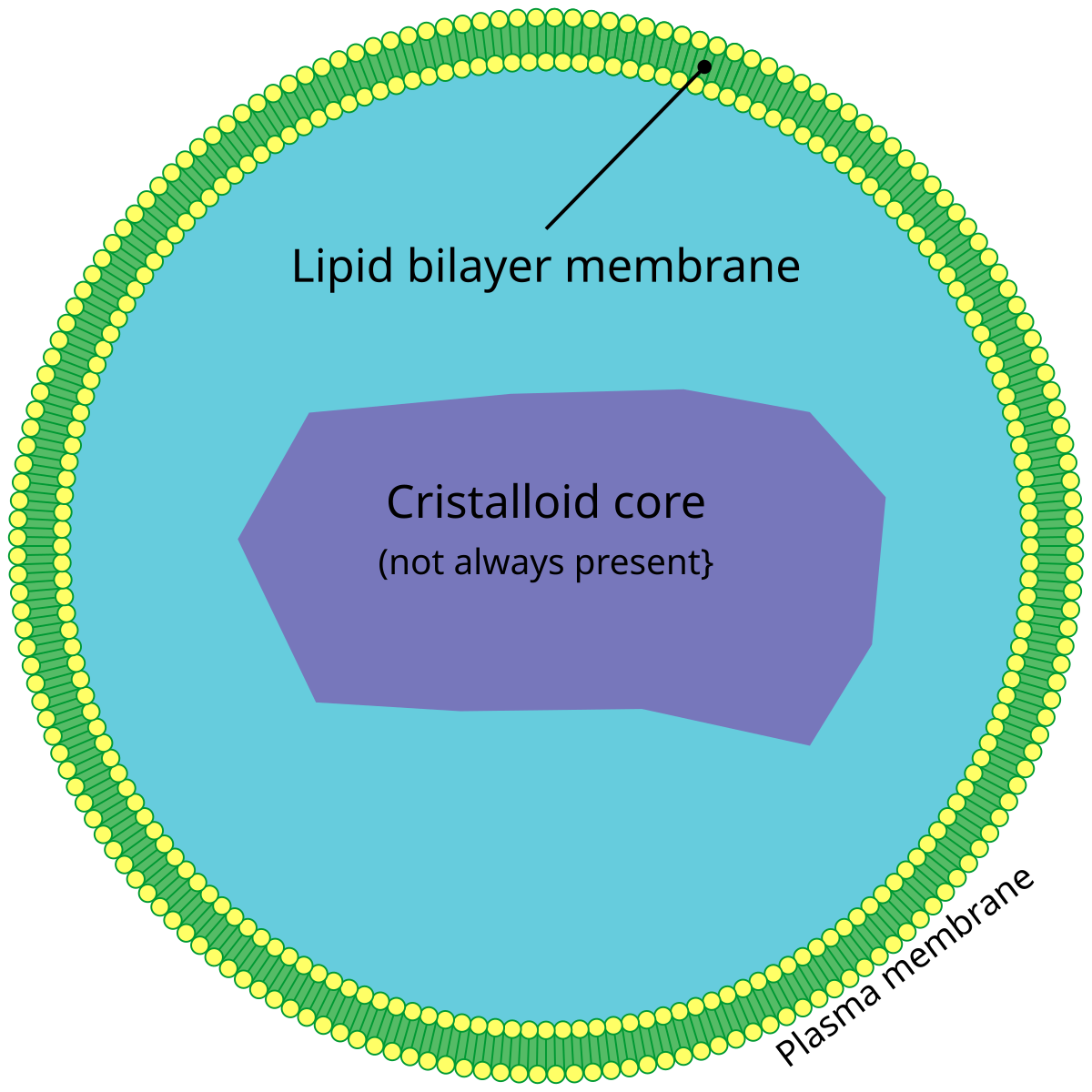 <p>Function: contains hydrogen peroxide, breaks down fatty acid chains, sythesis of phosphlipids and enzymes </p>