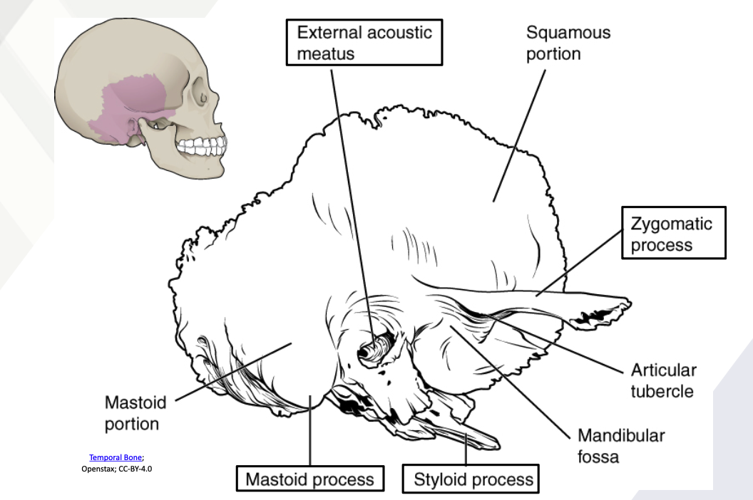 <ol><li><p><strong><u>External acoustic meatus</u></strong></p></li><li><p><strong><u>Zygomatic process</u></strong></p></li><li><p><strong><u>Styloid process</u></strong></p></li><li><p><strong><u>Mastoid process</u></strong></p></li></ol><p></p>