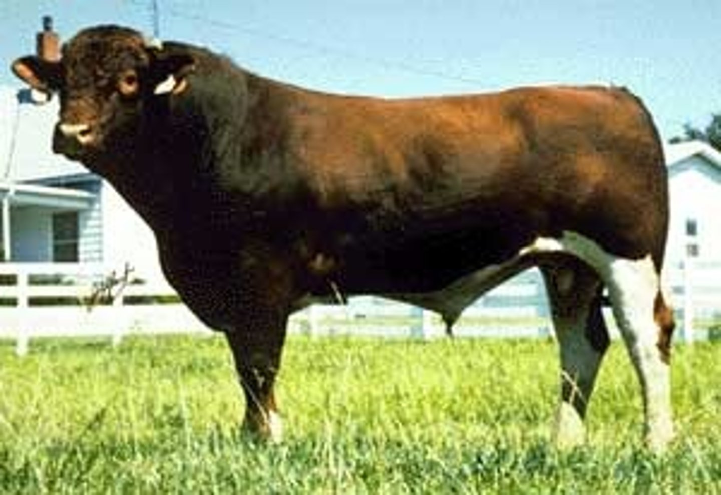 <p>a sexually mature, unmastered, bovine male</p>