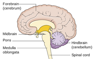 <p>thalamus, hypothalamus, basal ganglia, limbic system, cerebral cortex</p>