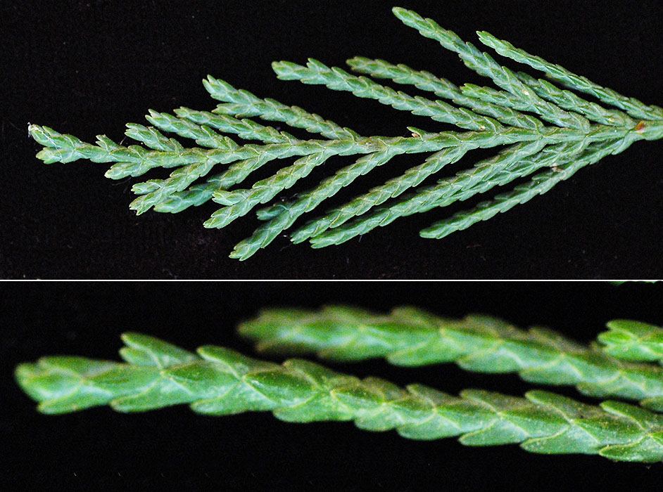 <p>Whose leaf is this?</p>