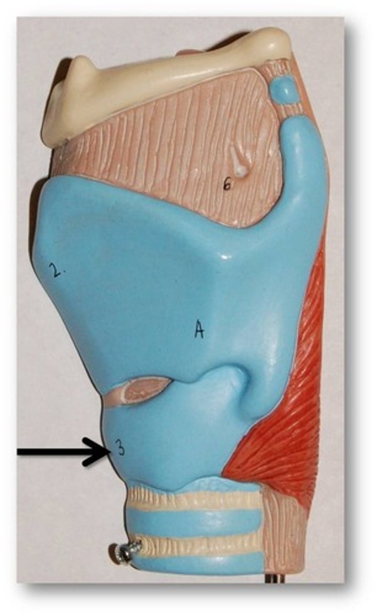 <p>Firm cartilage ring forming the lower portion of the larynx</p>