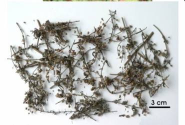 <p>BFD - Scoparia dulcis</p>