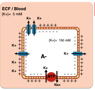 Can we calculate the Equilibrium potential for K+?