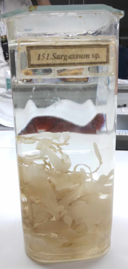 <p>lusay; a genus of brown macroalgae in the order Fucales of the Phaeophyceae class; numerous species are distributed throughout the temperate and tropical oceans of the world, where they generally inhabit shallow water and coral reefs, and the genus is widely known for its planktonic species</p>
