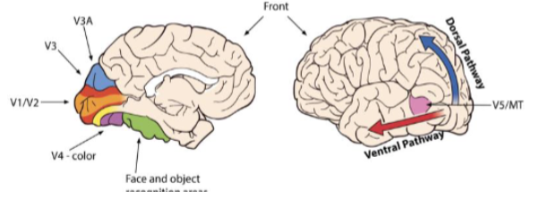 <ul><li><p>Motion</p></li><li><p>Colour</p></li><li><p>Shapes</p></li><li><p>Faces</p></li><li><p>Objects</p></li></ul><p></p>