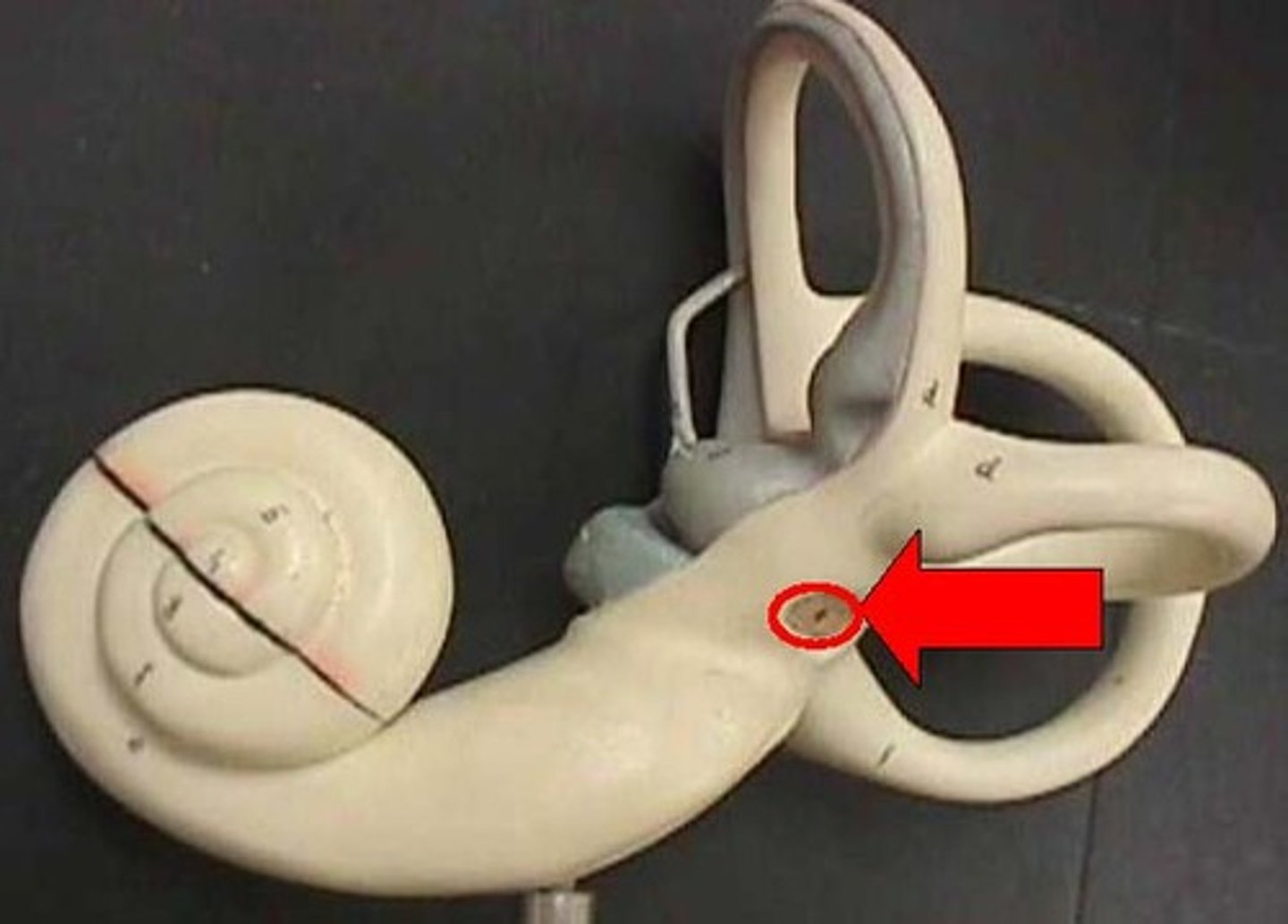 <p>membrane at the enterance to the cochlea through which the ossicles transmit vibrations</p>