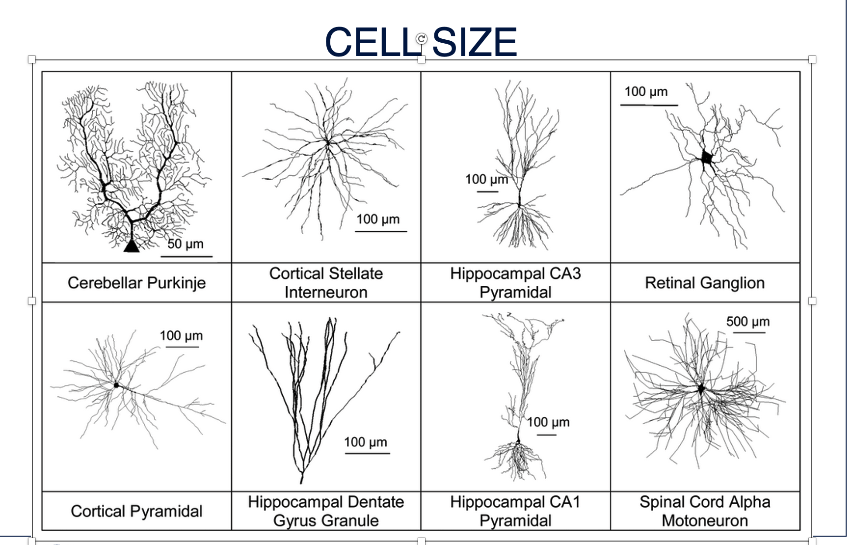 <p>Cerebellar Purkinje, Cortical Pyramidal, Cortical Stellate Interneuron, Hippocampal CA3 Pyramidal, Retinal Ganglion, Hippocampal Dentate Gyrus Granule, Hippocampal CA1 Pyramidal, Spinal Cord Alpha Motoneuron</p>