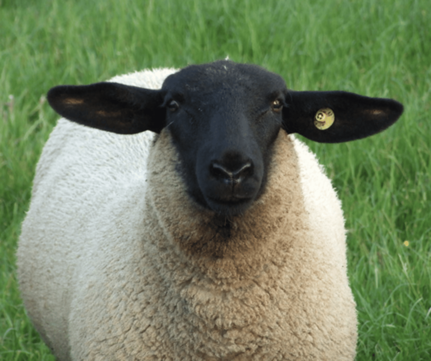 <p>a.Black face, ears and legs</p><p>b.Long head; no wool on cheeks</p><p>c.Prolific</p><p>d.Good mothers and easy lambing</p><p>e.Poor wool</p><p>f.Primarily meat breed</p>