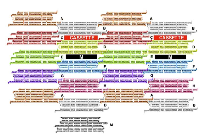 <p>What type of DNA motif has been used to build the 2D array?</p>