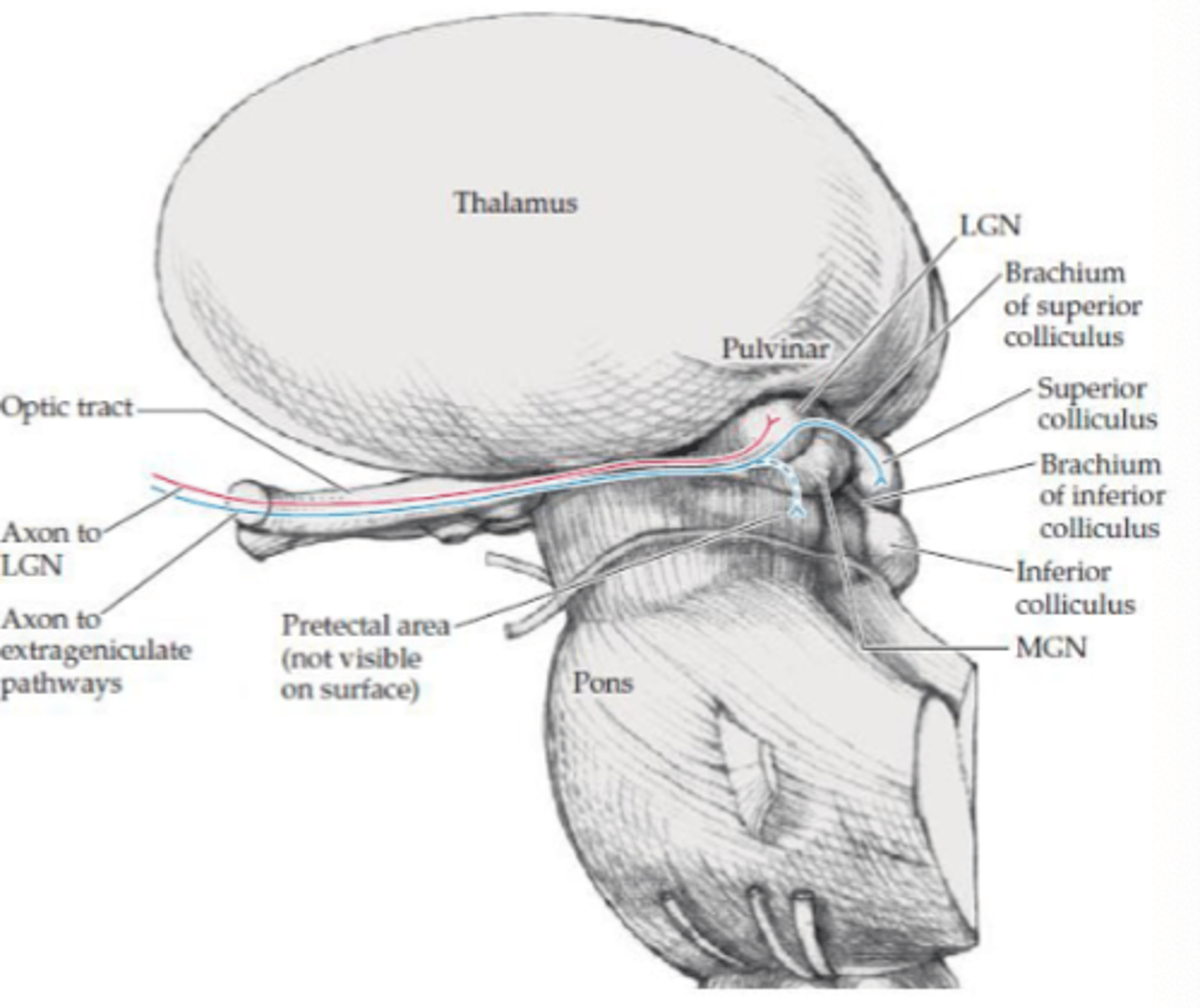 <p>- Pretectal area</p><p>- Superior colliculus</p>