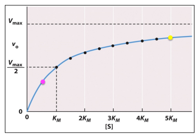 <p><u>Michaelis-Menten vs. Lineweaver-Burk Plot</u></p><p>What is this a picture of?</p>