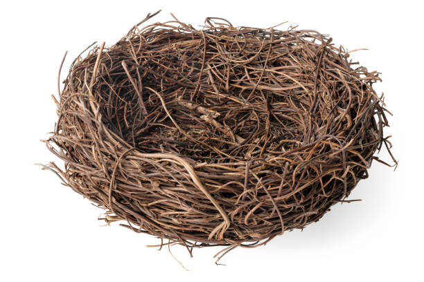 <p>nest</p>