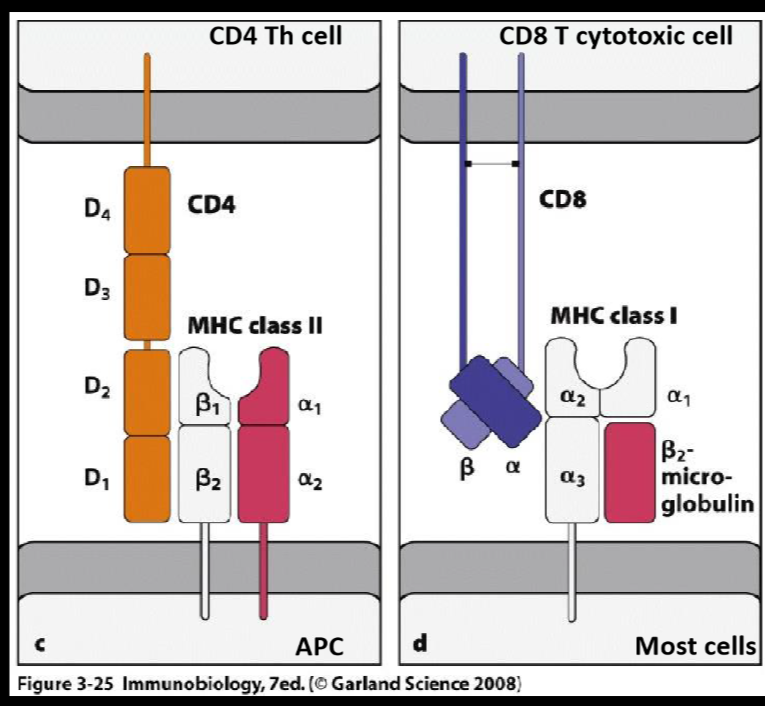 <p>they are co-receptors that facilitate adhesion between T cells and APCs</p>